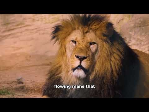 lion as the geographical assest