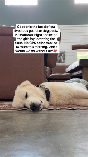 Our dogs have such an important role on the farm - you can see how much work it takes. We love you Cooper🐾❤️ #cashthedonkey #livestockguardiandog #farmlife | Our Simple Homestead