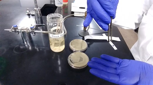 247K views · 4.2K reactions | Oxidase test  #lablife #medicallaboratoryscience #Microbiology | Lab life | Facebook
