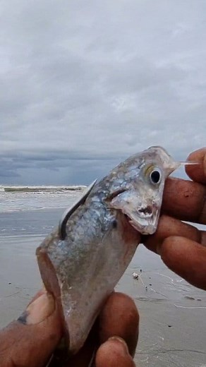 Effective saltwater fishing | Roso Fishing New