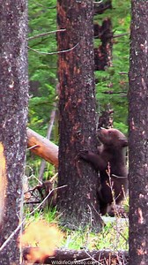 10K views · 321 reactions | Cutest Baby Grizzly Bear Cubs in Nature | Wildlife On Video | Facebook