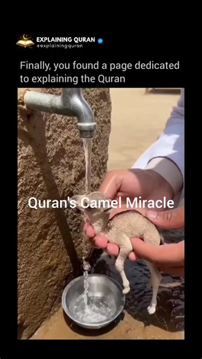 The camel is mentioned in Surah Al-Ghashiyah (88:17). Allah draws attention to the camel as a sign of reflection, asking people to observe how it was created — pointing to its design as evidence of wisdom, balance, and purpose in creation. Camels are uniquely adapted for extreme desert environments in ways that strongly align with modern science: their humps store fat (not water), which can be converted into energy and water when food is scarce; their oval-shaped red blood cells allow blood to f