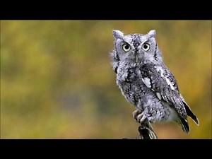 Eastern Screech Owl Sound | Free Sound Effects | Animal Sounds