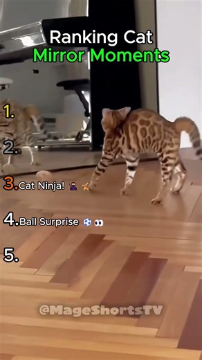 Top 5 Funniest Cat Mirror Moments! 🐱🪞🏆#viral #cat #shorts