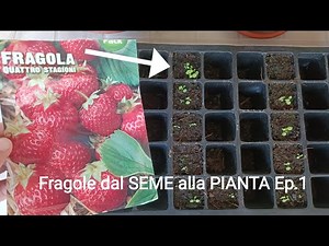 Come Coltivare FRAGOLE dal seme alla PIANTA! Ep.1 Semina e primi sviluppi delle piantine