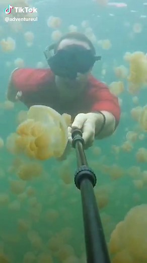 Exploring the Enchanting Jellyfish Lake in Palau