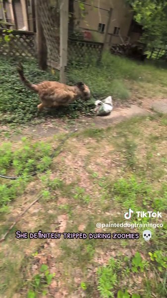 PaintedDogTrainingCo on TikTok