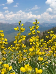 13 reactions | Crested Butte Mountain Resort on Reels | Facebook