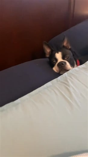 𝗕𝗲𝘀𝘀𝗶𝗲 🐮, 𝗘𝗱𝗱𝗶𝗲 🦇 , & 𝗪𝗶𝗻𝗻𝗶𝗲 🐻 on Instagram: "Eddie is the king of the castle #eddietheboston #bessietheboston #winnietheboston"