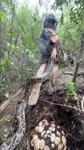 Removing another invasive Burmese python nest from the Everglades! Can you guess how many eggs? 🐍🥚