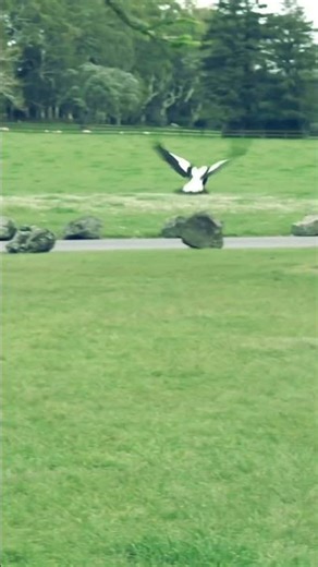 #birds #fart #funnyanimals