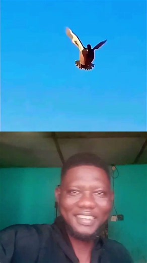 ⚡ The Fastest Animal on Land Can't Beat This Bird 😱