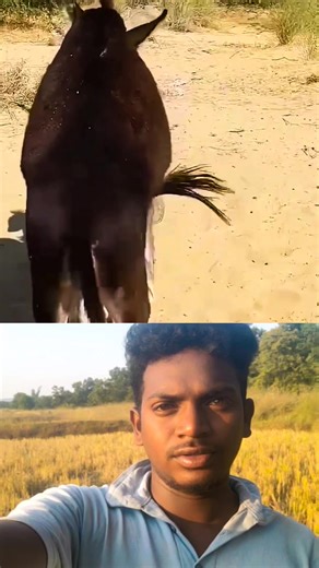 #donkey | Donkey Family