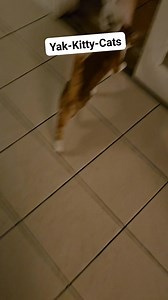 Jellyfish Doug merch is here! Awesome animal images created by Pixelmatedanimals on ig, give him a follow! #funnyanimals #talkingcat #catsofinstagram #businesscats #jellyfishdoug #morph #weird #weirdpets | Drennon Davis