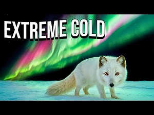 Life in the Arctic | How Arctic Foxes Survive Extreme Cold & Darkness