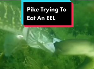 Pike Trying to Eat an Eel | Exciting Underwater Predator Fishing Encounter