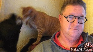 Cat and Dog Interrupt Owner's Sunday Morning on Make a GIF