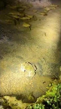 Arroyo Toad in the San Bernardino Mountains