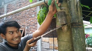 9.3M views · 82K reactions | OMG you must watching this video, this method can make your papaya tree growing short/dwarf | Grafting Examples | Facebook