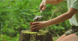 Planting Pine Sapling in Earth's Embrace. Woman gently replanting a tree from a pot to the black soil in the forest, symbolizing hope for ecological balance.