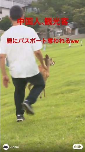 奈良の鹿が中国人に復讐し始めた模様