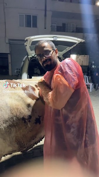 Milking a Cow in Protective Gear: A Step-by-Step Guide