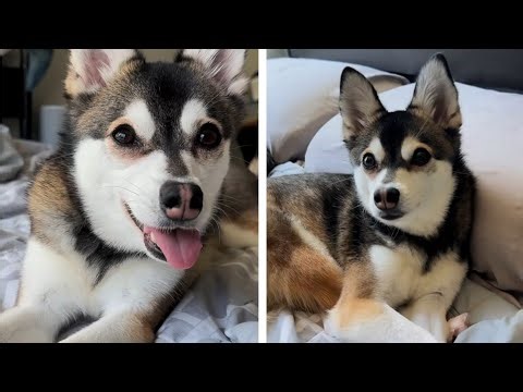 A Real-Life Mini WOLF You Can Keep at Home