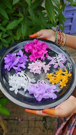 Mahesh Pydisetti on Instagram: "December flowers (barleria) in my garden #decemberflowers #barleria #mygarden #gardening #shortvideo #viralreels"