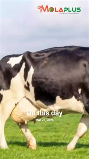 Understanding Ruminant Fermentation and Feed Efficiency | TikTok