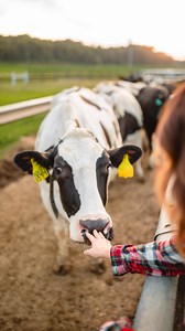 7.4K reactions · 137 shares | Oh hey! . Just over here raising dairy cows and kids and trying not to take life too seriously. I’m glad you are here! Have a question? Don’t be afraid to ask. I also appreciate a good joke and pun, so feel free to share if you have one.  | Modern-day Farm Chick | Facebook