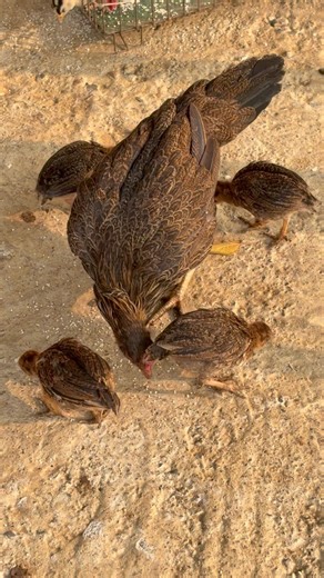 Jungle Fowl With Chicks/#farmlife#livinginnature