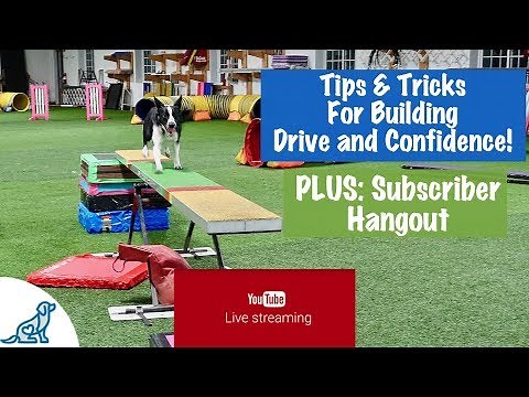 Dog Agility Teeter Totter Training - LIVE! - Subscriber Hangout