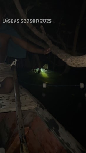 Sustainable discus fishing at night, selection and quality without impacting the location #discus #discusfish #discusfishtank #discus #wilddiscus #wilddiscusfish #hekdiscus #hek #discusfishtank #amazonプライム #aquariumhobbyist #amazonas #aquabrasil #discusfood | Hudson Crizanto Gonçalves