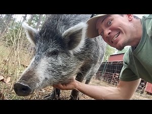 What's with the pig??? The Story of Nosler