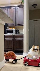 158K views · 7K reactions | KEEP AN EYE ON YOUR TURKEYS  Happy Thanksgiving everyone!!! Hope this made you smile  (Thankful for all of you ❤️) #turkeyday #happythanksgiving #smilesfurmiles | Koda the Fluff | Facebook