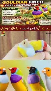 Gouldian Finch Care & Breeding Tips 🐦 | Complete Guide for Beginners 2026 #shorts #shortvideo