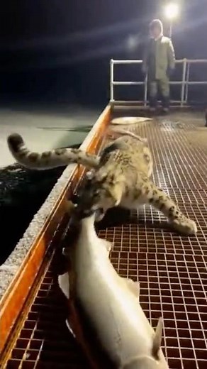 NOBODY HEARD IT… Snow Leopard Stole Fish from Ship