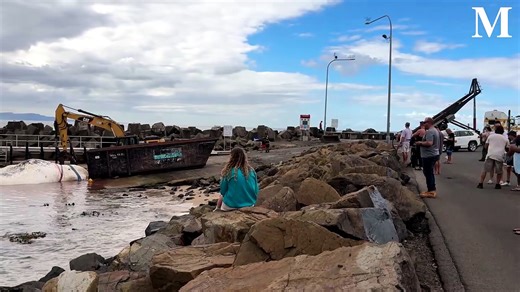 Whale carcass towed to Bellambi for disposal