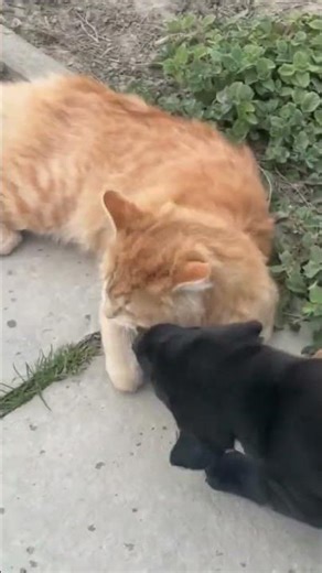 Who Wins? Big Cat vs. Small Dog Playtime! 🥊🐶🐱 (Unbelievable ending!)
