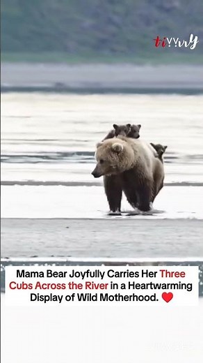 Mama Bear's Joyful River Crossing: Carrying Her 3 Cubs! 🐻❤️ | Incredible Wildlife Moment