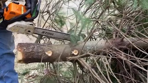 Residents can recycle their Christmas trees through Wake Co program