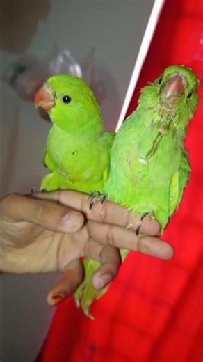 do ringneck parrot 🦜 babes atney barhey mashallah sey ho gey hey 14/4/2026
