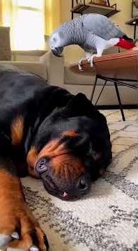 Bad Bird Funny Moments – Naughty Parrot Goes Crazy and Hilarious