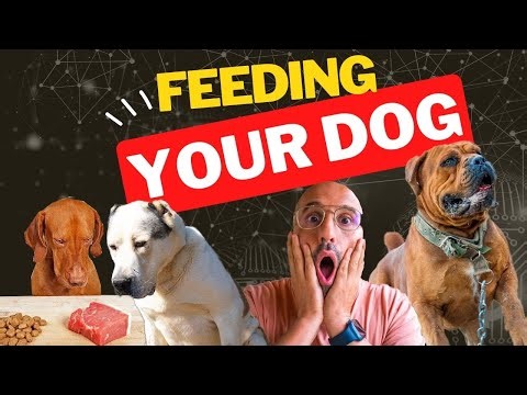 What and HOW To Feed Your Big Dog from Puppy To Adult