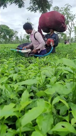 tea cutting machine | tea leaves harvesting #bhogpurisong #chaipatti #agriculture #farming