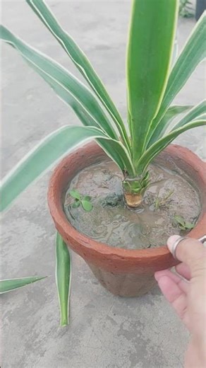 agave plant cut the leaf #garden #gardening #pruning