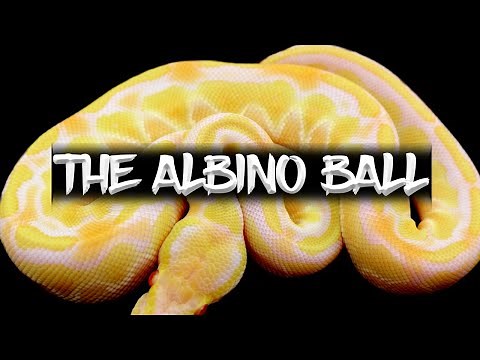 The Albino Ball Python!