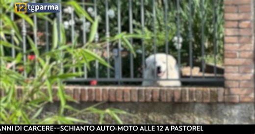 Due grossi cani in fuga a San Michele Tiorre: scoppia un parapiglia, paura e un ferito - Video