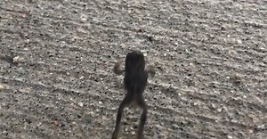 Video by Jennifer Victor-Larsen on Pexels