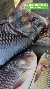 3K views · 19 reactions | 20kg Big Catla Fish Cutting... | Fillet Magic | Facebook